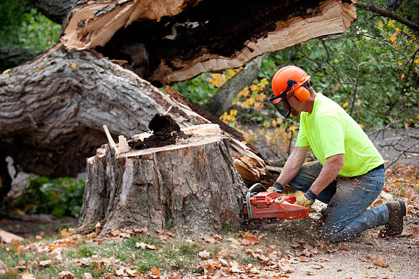 The Steps Involved in Our Tree Care Process in Pleasant Run Farm, OH